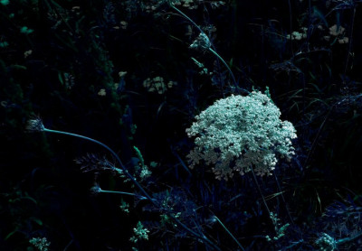 Academie Arendonk Deeltijds Kunstonderwijs DKO Beeldende en Audiovisuele Kunsten tentoonstelling leerkrachten Annelies Nagels