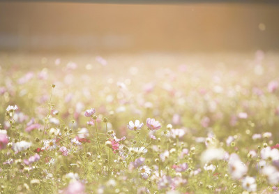 foto zomer pixabay